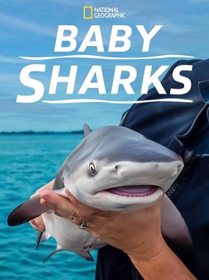 Cá Mập Con Baby Sharks