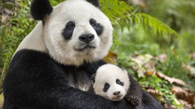 Cuộc Sống Hoang Dã Ở Trung Quốc-Born in China