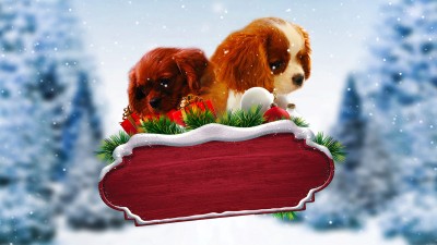 Quà Giáng Sinh Bất Ngờ-Project: Puppies for Christmas